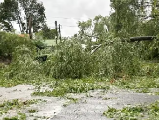 Muerte de un niño en Colonia en un campamento por caída de árbol