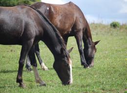 COMUNICADO DEL MGAP: Encefalitis equina.