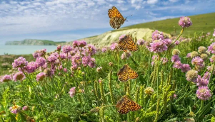 El fotógrafo que “congela el tiempo” para captar espectaculares imágenes de aves y mariposas