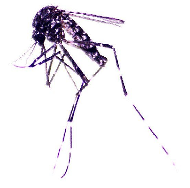 Julio Medina: «Uruguay no tiene el escenario epidemiológico para que tengamos que vacunar» contra el dengue