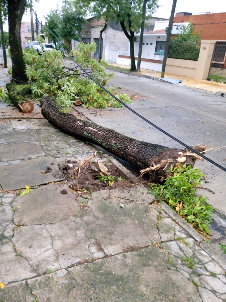 El Temporal , el día Despuès , en Tacuarembó 21.800 usuarios de Ute afectados por el Temporal, Voladuras de Techos , Caìdas de àrboles