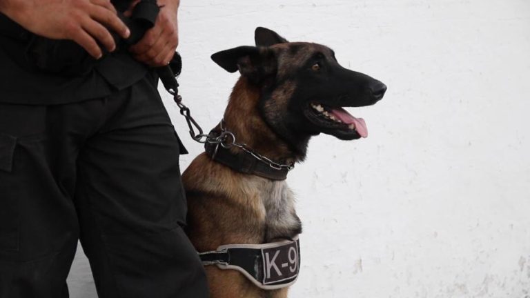 Prisión preventiva por porte de arma de fuego