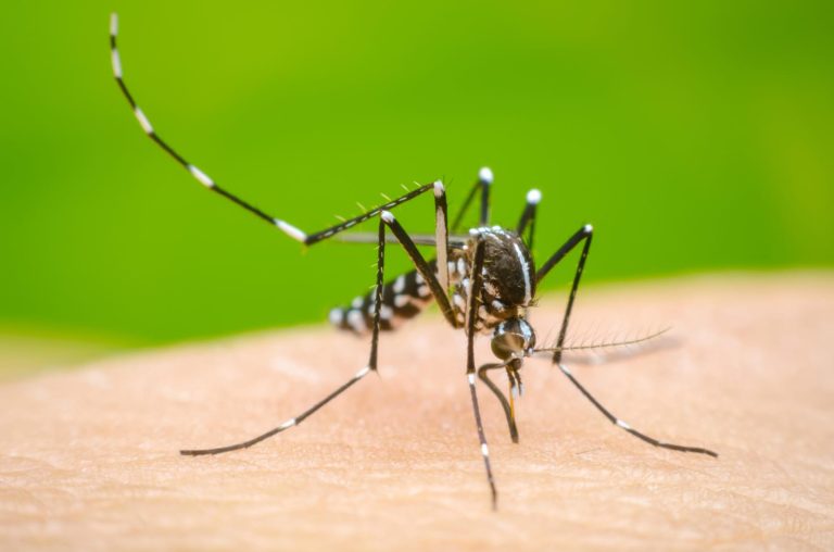 Nos preparamos para el Dengue