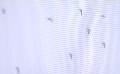 Virólogo afirmó que «estamos en pleno brote» de dengue e instó a no bajar la guardia con la prevención